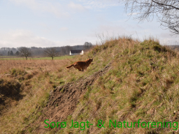 Hundetræning forår 2016
